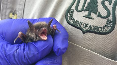 Bananas to Bats: The Science Behind the First Bats Successfully Treated ...