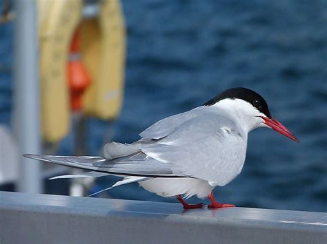 Shetland Islands - Scotland - Tripcarta