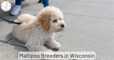 Maltipoo Breeders in Wisconsin | List Of 7 Local Breeders