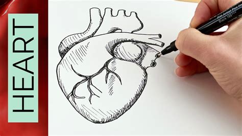 How to draw a realistic human HEART - YouTube