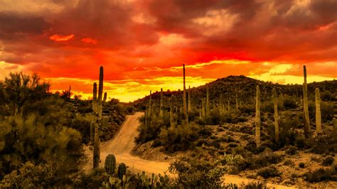 5 Hidden Dangers of the Sonoran Desert - Nomadic News