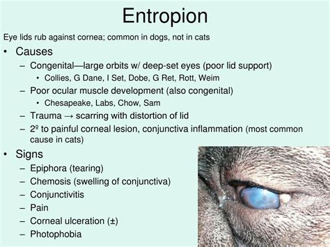 PPT - Ophthalmic Diseases PowerPoint Presentation, free download - ID ...