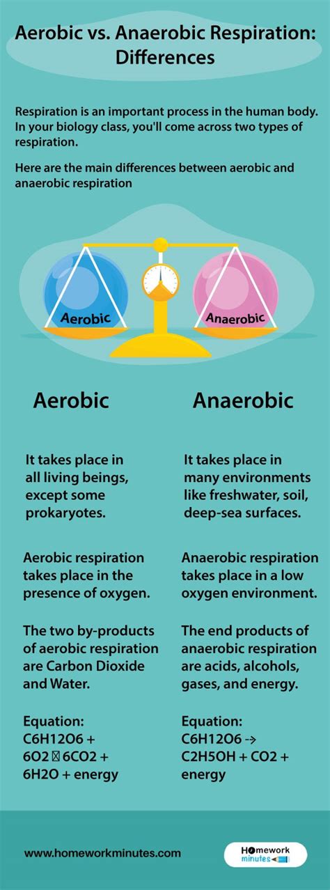 Aerobic vs. Anaerobic Respiration: Differences