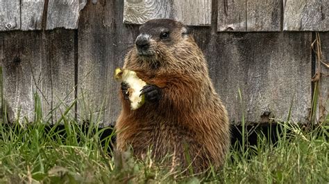 Can I Feed Ground Hogs Dog Food