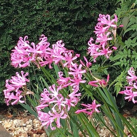 Buy nerine bulb Nerine bowdenii: £3.99 Delivery by Crocus