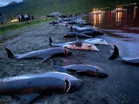 Horrific Footage Shows 1,500 Dolphins Slaughtered in Largest Massacre ...