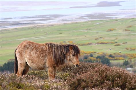 Conwy Mountain - Sykes Inspiration