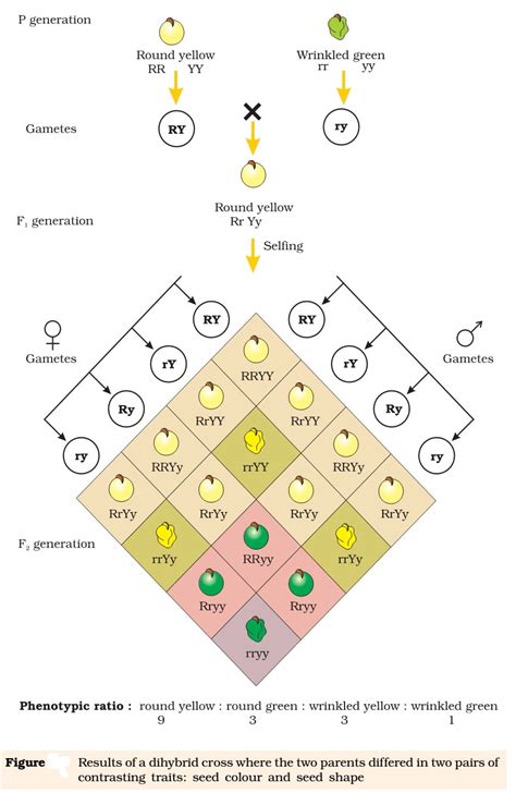 Inheritance - Mendel’s Laws of Inheritance - PMF IAS