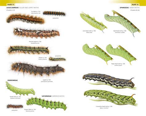 Field Guide to the Caterpillars of Great Britain and Ireland ...