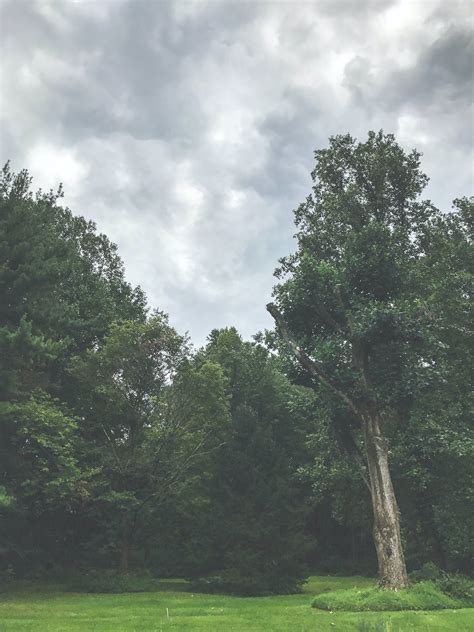 Green Trees Under the Cloudy Sky · Free Stock Photo