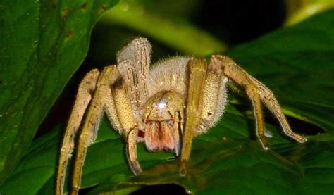 Brazilian Wandering Spider - Facts, Bite & Habitat Information