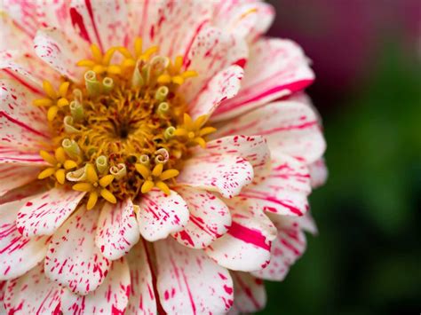 3 Important Facts About The Candy Cane Zinnia - Minneopa Orchards