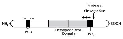 Human Vitronectin - Haematologic Technologies, Inc.