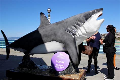 Great White Shark Aquarium