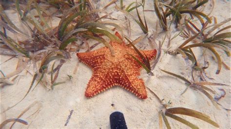 Snorkeling at Cayo Santa Maria in Cuba - YouTube