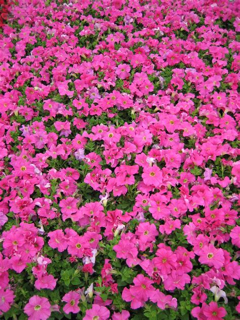 Petunia Compact Grandiflora Pink | Bloom-Masters