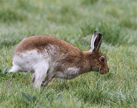 Murfs Wildlife : Irish Hare