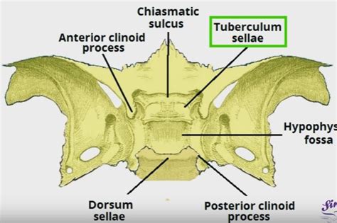 Sella Turcica - Bone, Function, Site, Location, Anatomy, Empty Sella