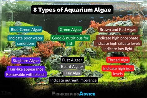 Aquarium Algae 101: Everything You Need To Know | Fishkeeping Advice