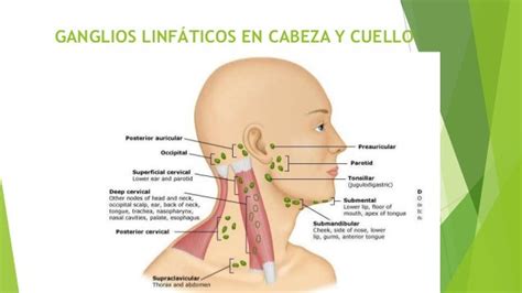 Semiología linfática