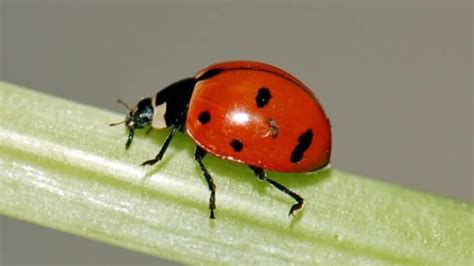 Native ladybugs lose ground to foreign species | CBC News