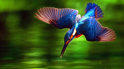 Free photo: Kingfisher Bird - Animal, Bird, Closeup - Free Download ...