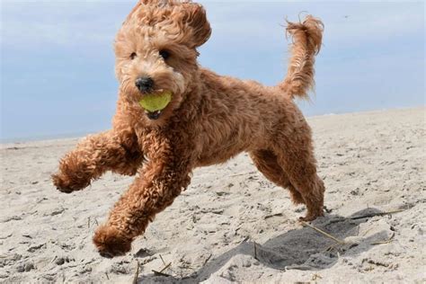 F1BB Goldendoodle - Is This The Best Dog For Allergy Sufferers?