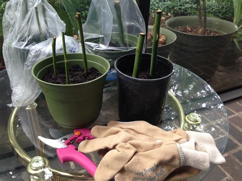 How To: Propagate Roses From Cuttings - Peace 107:7