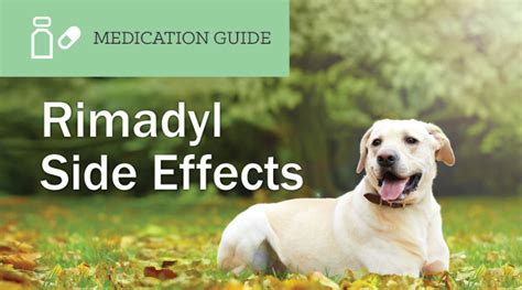 Rimadyl Side Effects | EntirelyPets Rx