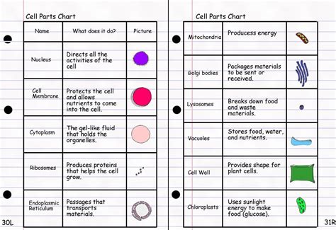 This exploration of plant and animal cell organelles and cell structure ...