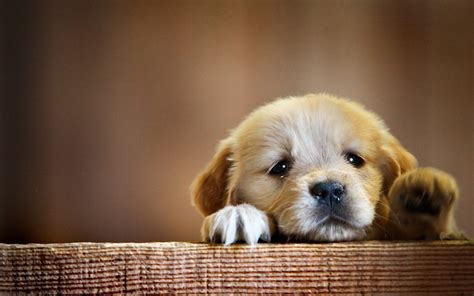 Cute Dog Wallpapers - Top Free Cute Dog Backgrounds - WallpaperAccess