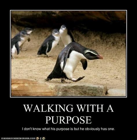 Penguin with purpose - Meme by calico91301 :) Memedroid