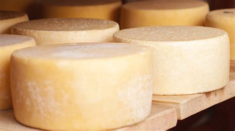 New cheese culture can halve ripening time and improve taste