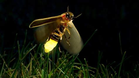 Firefly - Jugnu Insect In Night - - teahub.io HD wallpaper | Pxfuel