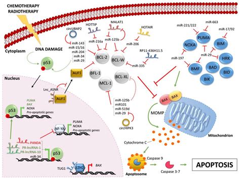 Regulation of BCL-2 family members by ncRNAs. Chemotherapy and/or ...