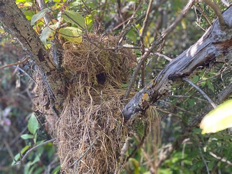 What is a drey? - Nature Alberta