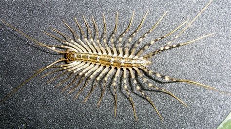 Are Centipedes Poisonous? How to Stay Safe! - PestGuide.org