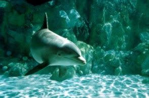 Striped Dolphins - Habitat