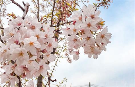 South Korea Cherry Blossom Guide 2020 — The Only Guide You’ll Need ...