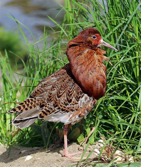 Ruff in breeding plumage. Photo taken in the aviary at Pensthorpe ...