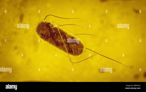 E. Coli Bacteria Under Microscope