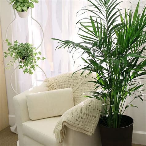 Plantes purificatrices d’air pour l’intérieur | Home Depot Canada