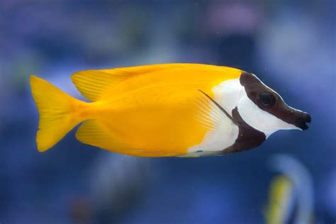 Foxface Rabbitfish Care Sheet: The Complete Guide - Build Your Aquarium