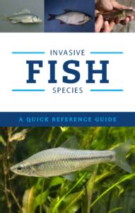 Eurasian Ruffe – Invasive Species Centre