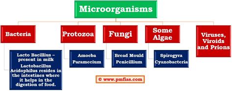 Which Term Is Used to Describe All Disease-causing Microorganisms