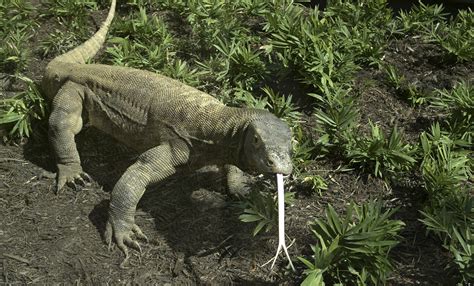 ¿Cuán peligrosos son los dragones de Komodo? Y otros detalles sobre el ...