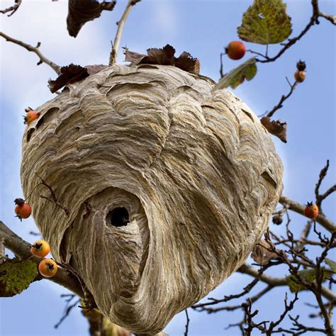 How to Remove a Wasp Nest by Yourself · ExtermPRO