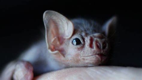 Vampire bats now feasting on human blood | Fox News