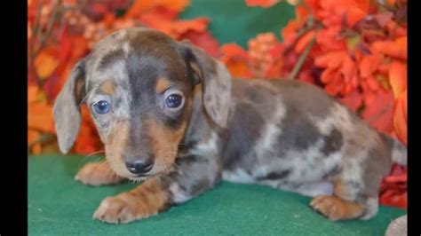 55+ Dapple Mini Dachshund Breeders Pic - Bleumoonproductions