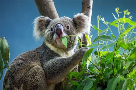 Premium Photo | Koala is eating eucalyptus leaves.